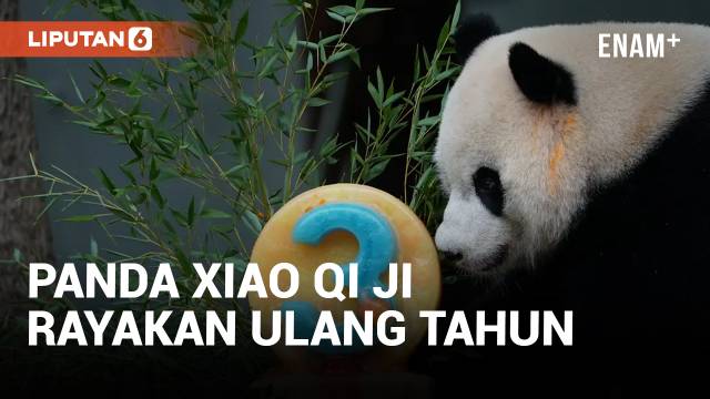 Momen Lucu Panda Xiao Qi Ji Rayakan Ulang Tahun Terakhirnya di Kebun Binatang  Washington
