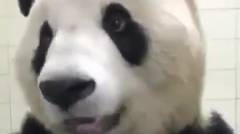 Panda nya laper, jadi makannya sangat lahap