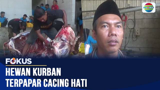 Puluhan Hewan Kurban di Jombang dan Metro Terpapar Cacing Hati, Organ Dalam Dimusnahkan | Fokus