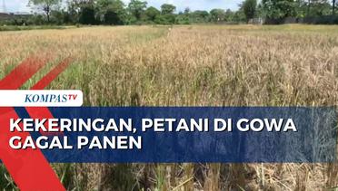 Miris! Kemarau Panjang Bikin Petani di Sulawesi Selatan Gagal Panen