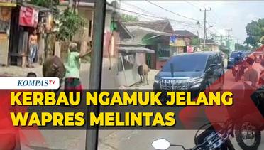 Viral Kerbau Ngamuk Jelang Wapres Ma'ruf Amin Melintas, Tiga Orang Diseruduk