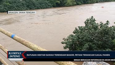 Ratusan Hektar Sawah di Sragen Terendam Banjir, Petani Terancam Gagal Panen