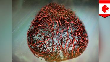 Pembuluh darah dikembangkan di lab untuk pertama kali - TomoNews