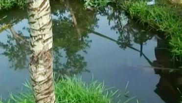 VIDEO: Ibu Memasak, Balita Tewas Tenggelam di Kolam Depan Rumah
