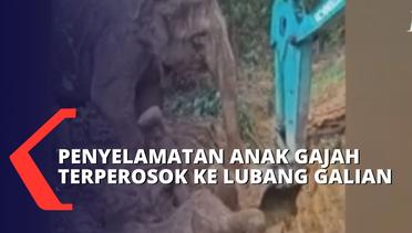 Detik-Detik Penyelamatan Anak Gajah di Riau Terperosok ke Lubang Galian