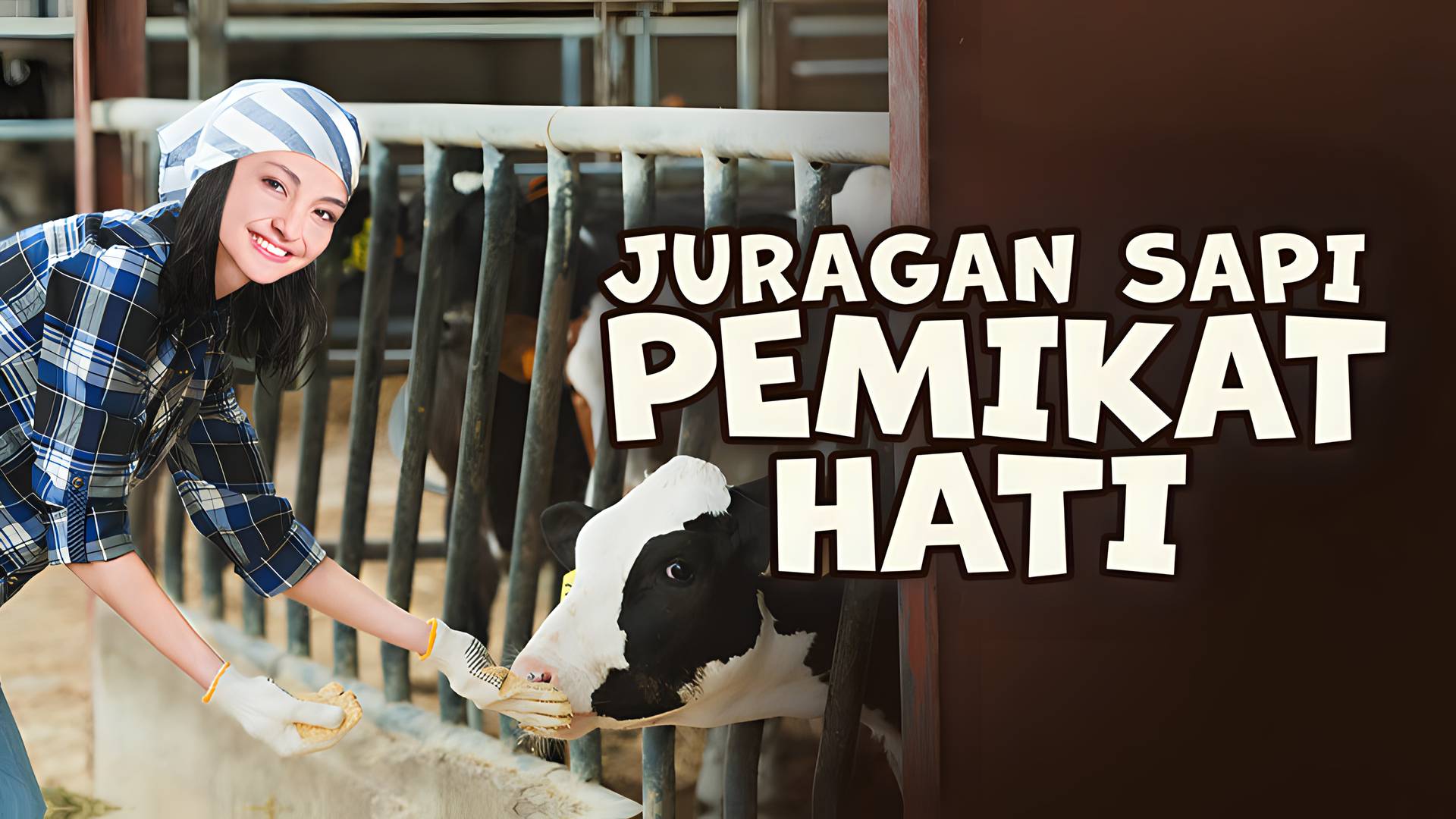 Juragan Sapi Pemikat Hati
