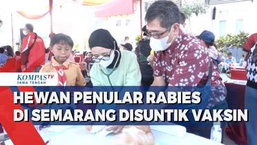 Hewan Penular Rabies di Semarang Disuntik Vaksin