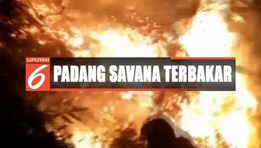 Padang Savana di Gunung Sindur Hangus Terbakar - Liputan 6 Siang