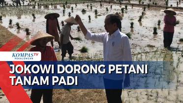Jokowi Turun ke Sawah dan Berdialog dengan Petani di Pekalongan