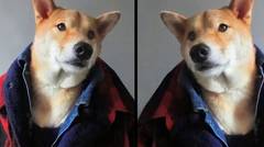 Anjing Bergaya Bak Foto Model