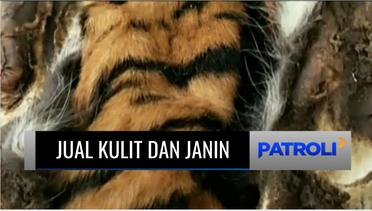 Polda Riau dan BKSDA Gagalkan Perdagangan Kulit Harimau dan Janin Rusa di Singingi | Patroli
