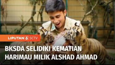 Buntut Matinya Anakan Harimau Alshad Ahmad, BKSDA Jabar Lakukan Investigasi | Liputan 6