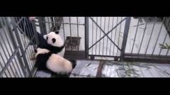 Panda Ini Tak Ingin Ditinggal Pengasuhnya
