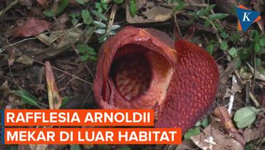 REVISI: Kebun Raya Bogor Catat Sejarah, Rafflesia Arnoldii Mekar di Luar Habitat Alaminya