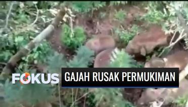 12 Ekor Gajah Liar Rusak Puluhan Rumah Warga di Lampung Barat | Fokus