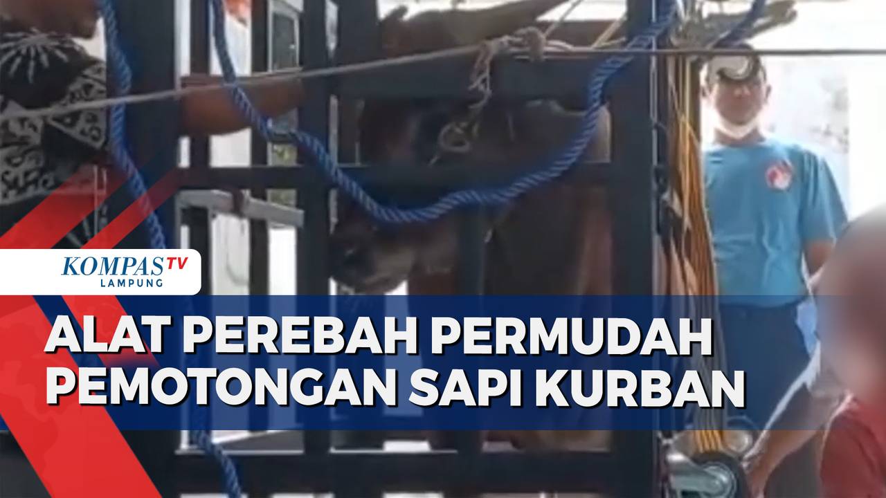 Inovasi Alat Perebah, Permudah saat Pemotongan Sapi Kurban - Kompas TV