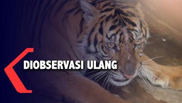 Satu Individu Harimau Sumatera Dipindah ke Barumun untuk Diobservasi Ulang