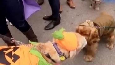 Kostum Anjing Lucu dan Unik Semarakkan Jelang Perayaan Halloween New York