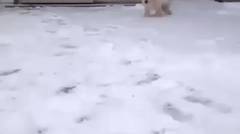 Anjing Mendapatkan Serangan Salju