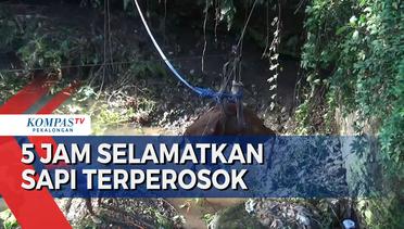 Sapi Tercebur ke Sungai Sedalam 15 Meter, Evakuasi Dramatis Pakai Katrol!