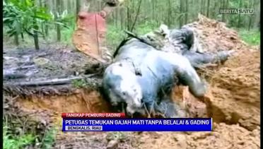 Kejam, Gajah Sumatera Ditemukan Membusuk Tanpa Gading