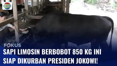 Presiden Jokowi Beli Sapi Limosin Berbobot 850 Kg untuk Kurban | Fokus