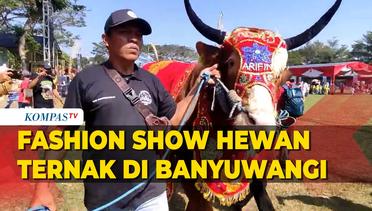 Kontes Hewan Ternak di Banyuwangi, Parade Layaknya Fashion Show