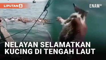 Viral Mancing di Laut Malah Ketemu Kucing Terapung, Tuai Pujian Warganet