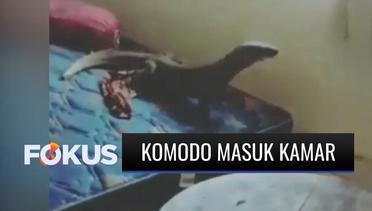 Seram! Seekor Komodo Seliweran Masuk Kamar Seorang Pemandu Wisata | Fokus
