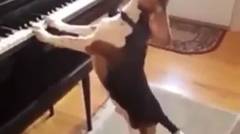 Keren, Anjing Ini Bisa Main Piano Sambil Nyanyi