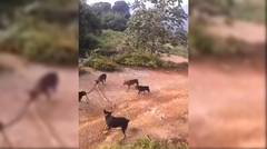 5 anjing pintar menggunakan taktik untuk mengalahkan seekor king cobra
