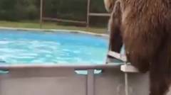 [Bintang] Lucunya Beruang Grizzly Saat Lompat ke Kolam Renang