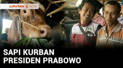 Sapi Kurban Prabowo di Gresik Berbobot 1,84 Ton, Harganya Ratusan Juta | Liputan 6
