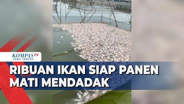 Ribuan Ikan Siap Panen Mati Mendadak di Waduk Rawa Jombor Klaten