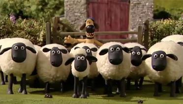 HBO (502) - Shaun The Sheep 