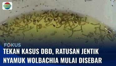 Penyebaran Jentik Nyamuk Wolbachia Mulai Dilakukan di Semarang Guna Menekan Kasus DBD | Fokus
