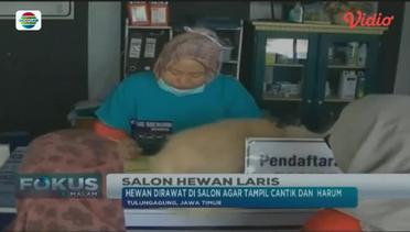 Salon dan Penitipan Hewan di Tulung Agung, Jawa Timur Kebanjiran Konsumen - Fokus Malam