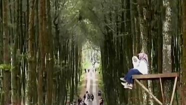 VIDEO: 'Berburu' Selfie di Hutan Pinus Lereng Merbabu