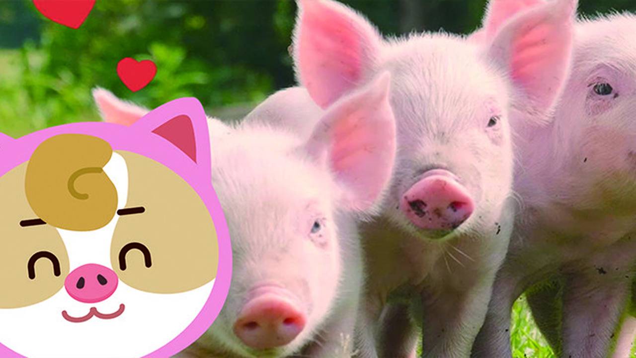 Oink oink oink oink