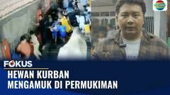Sapi Kurban Seruduk Kerumunan Anak-anak Hingga Korban Mengalami Patah Tulang Lengan | Fokus