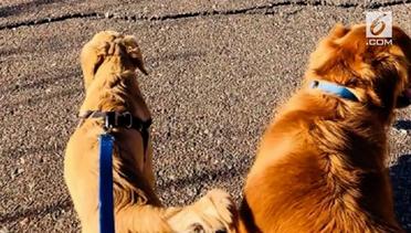 Anjing Selamatkan Majikan dari Gigitan Ular Berbisa