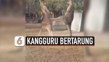 Pertarungan Dua Kangguru Rebut Wilayah Kekuasaan