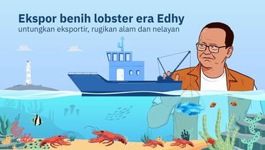 Ekspor benih lobster era Edhy, untungkan eksportir, rugikan alam dan nelayan