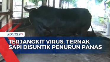 Puluhan Ternak Sapi di Lampung Terjangkit Virus Lumpy Skin Disease