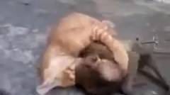 Pertarungan Sehidup Semati Kucing VS Monyet