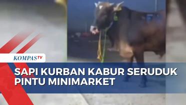 Sapi Kurban di Jakarta Utara Terlepas dan Kabur, Seruduk Tempat Bimbel hingga Masuk Minimarket!