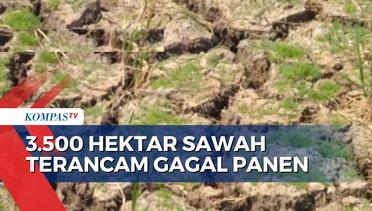 Dilanda Kekeringan, 3.500 Hektar Sawah di Indramayu Terancam Gagal Panen