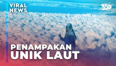 Viral! Penampakan Laut Lampung yang Menyala Biru di Malam Hari dan Berbusa di Siang Hari