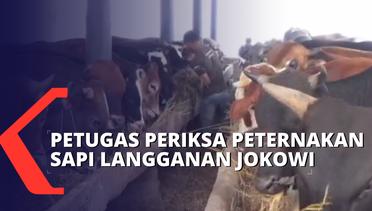 Antisipasi Penularan PMK, Petugas Periksa Peternakan Sapi Langganan Jokowi