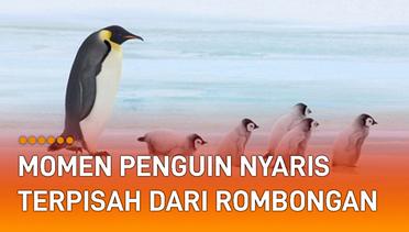 Momen Menegangkan Penguin Nyaris Terpisah Dari Rombongan